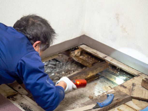 Best Professional Mold Removal  in Tatamy, PA