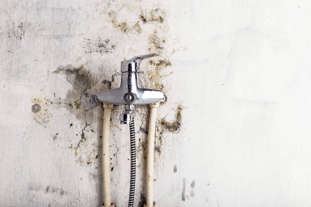 Best Mold Removal and Inspection  in Tatamy, PA