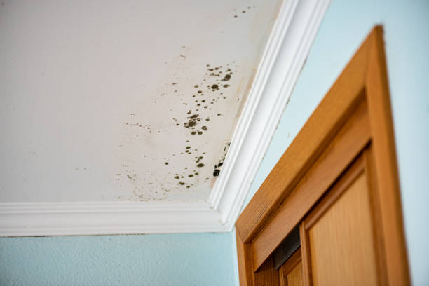 Best Crawl Space Mold Removal  in Tatamy, PA