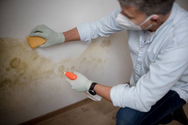 Best Local Mold Removal Service  in Tatamy, PA