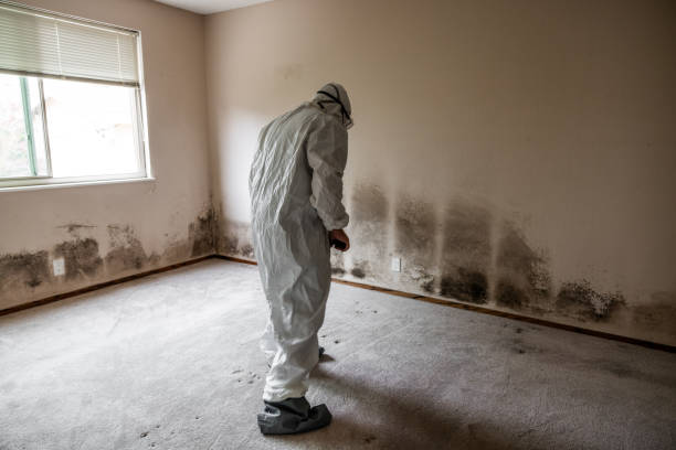Best Mold Damage Repair  in Tatamy, PA