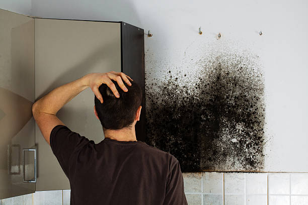 Reliable Tatamy, PA Mold Removal Solutions