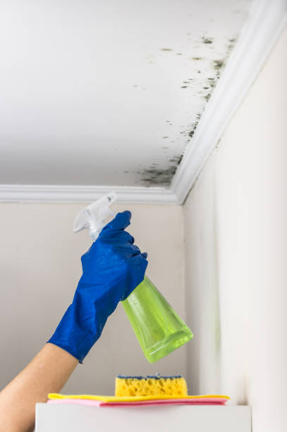 Best Certified Mold Removal  in Tatamy, PA